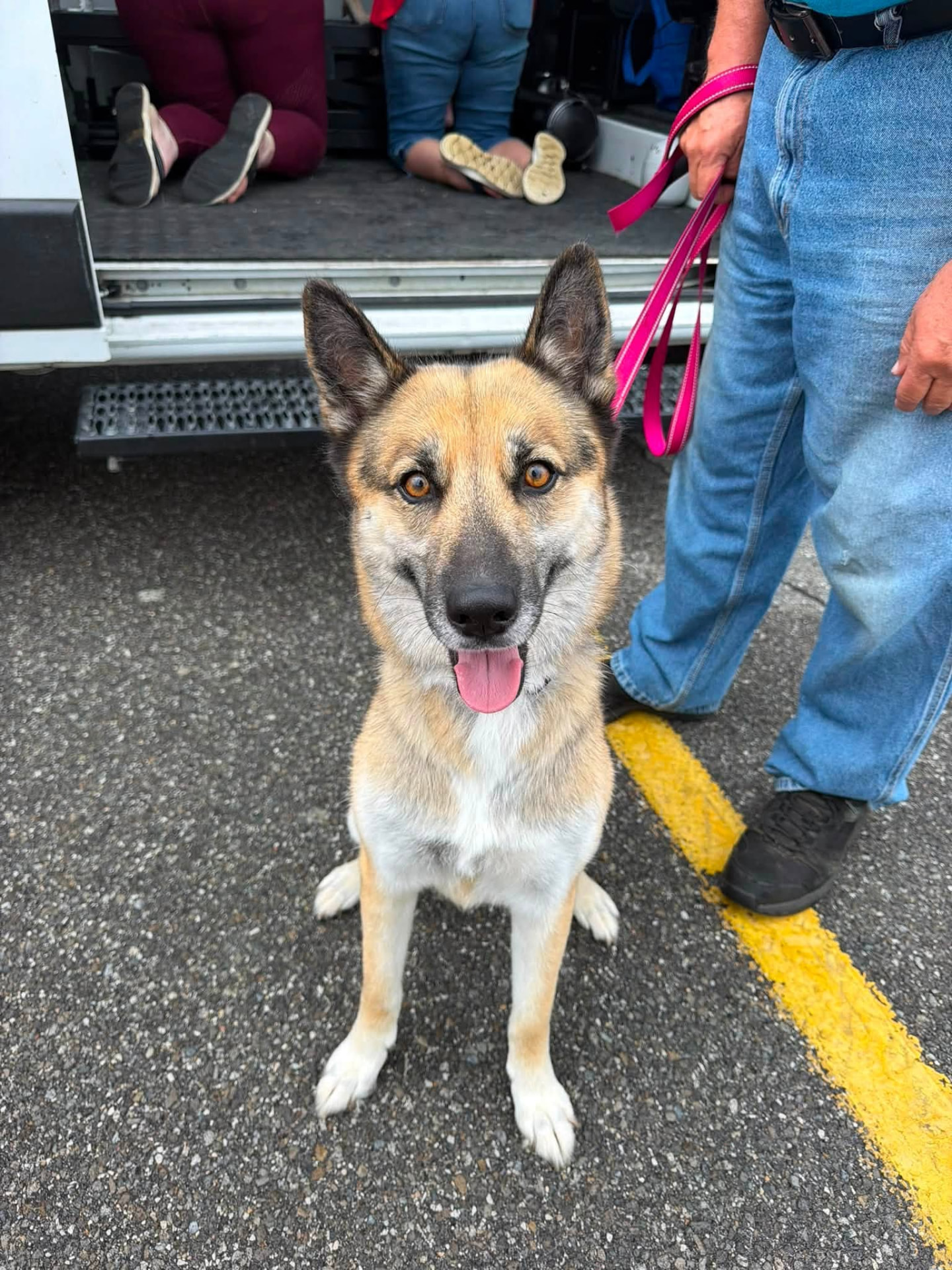 Trinity, a happy German Shepherd mix, sitting outside the Tail Wagon van after her nail trim