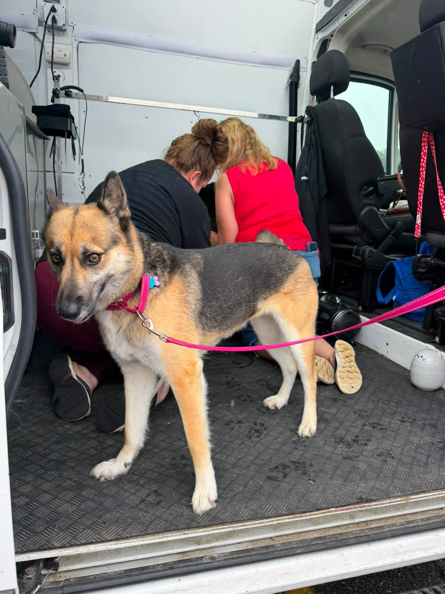 A German Shepherd mix standing inside the Tail Wagon van during the nail trimming event