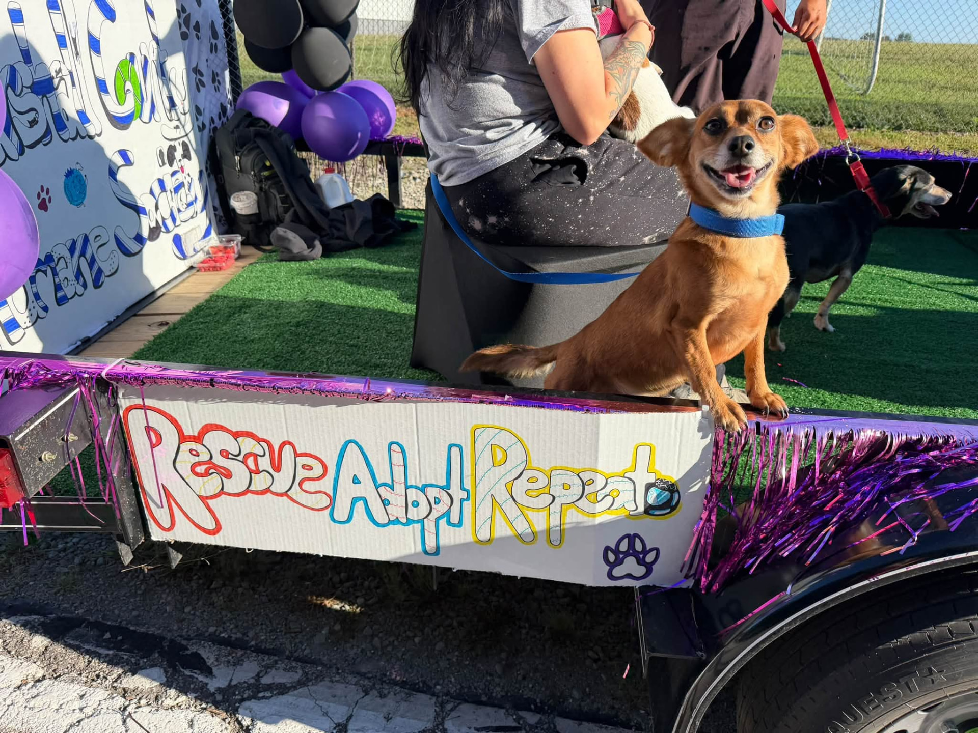 A small tan rescue dog standing on the Marshall County Humane Society parade float beside a hand-lettered Rescue Adopt Repeat sign